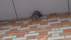 ツバメ